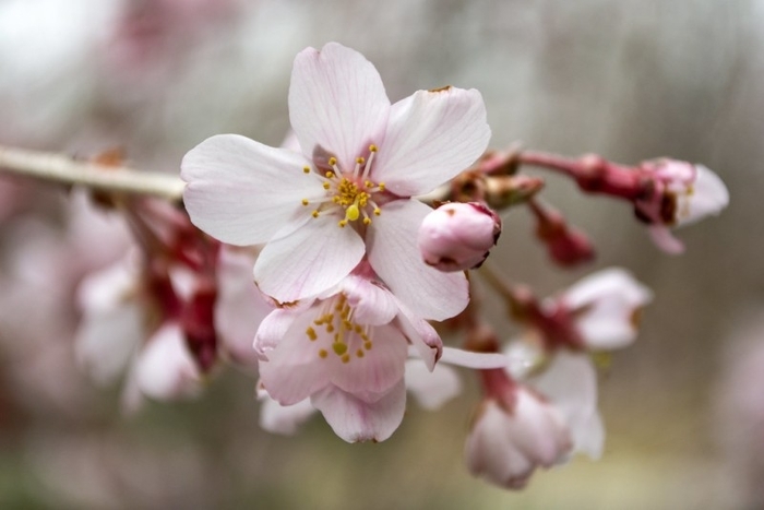 '4 in 1 Combo' Cherry - Prunus from Winding Creek Nursery