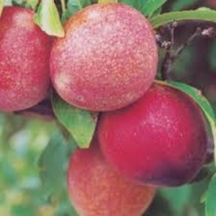 'Alderman' Plum - Prunus from Winding Creek Nursery