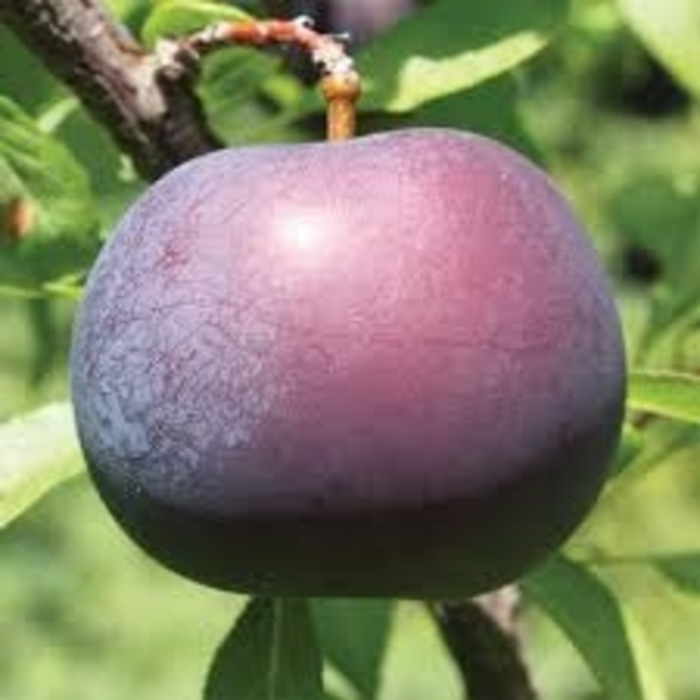 'Black Ice' Plum - Prunus from Winding Creek Nursery