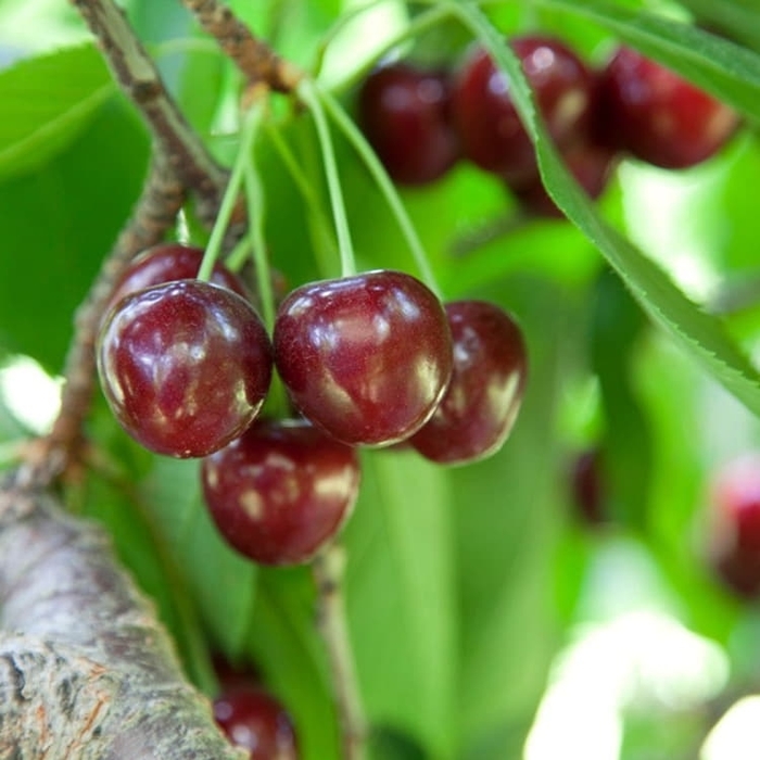 'Bing' Cherry - Prunus avium from Winding Creek Nursery