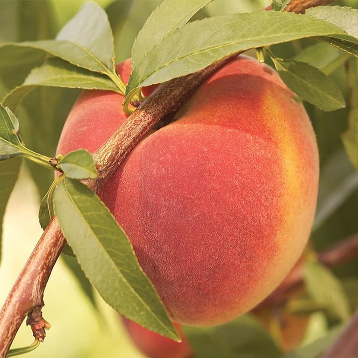 'Contender' Peach - Prunus persica from Winding Creek Nursery