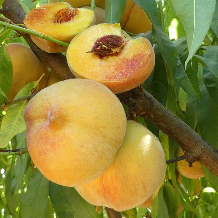 'Frost' Peach - Prunus persica from Winding Creek Nursery