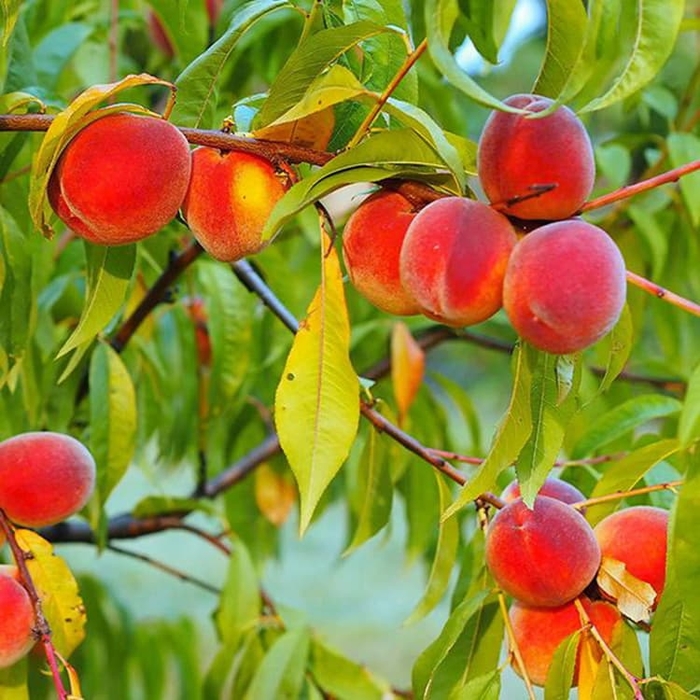 'Redhaven' Peach - Prunus persica from Winding Creek Nursery