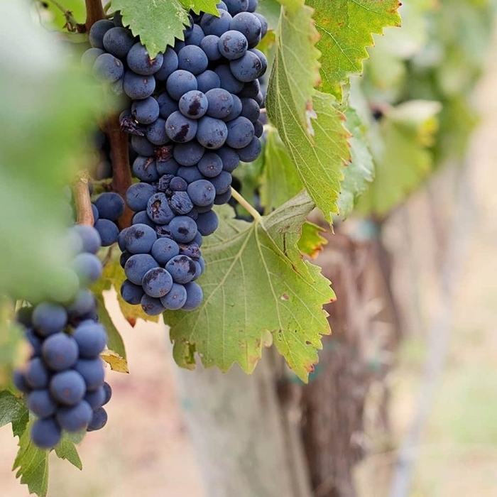 'Concord Seedless' Grape - Vitis labrusca from Winding Creek Nursery