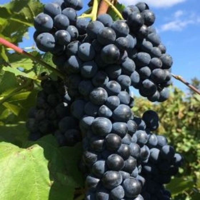 'Frontenac' Grape - Vitis from Winding Creek Nursery