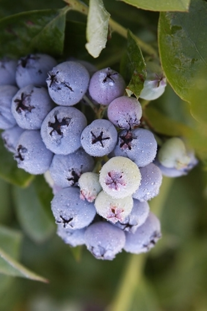 Cabernet Splash Blueberry - Vaccinium corymbosum 'Cabernet Splash' from Winding Creek Nursery