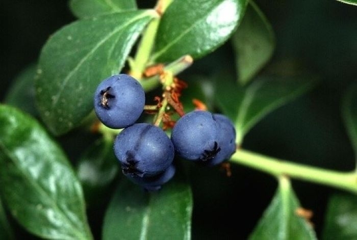 'Superior' Blueberry - Vaccinium corymbosum from Winding Creek Nursery