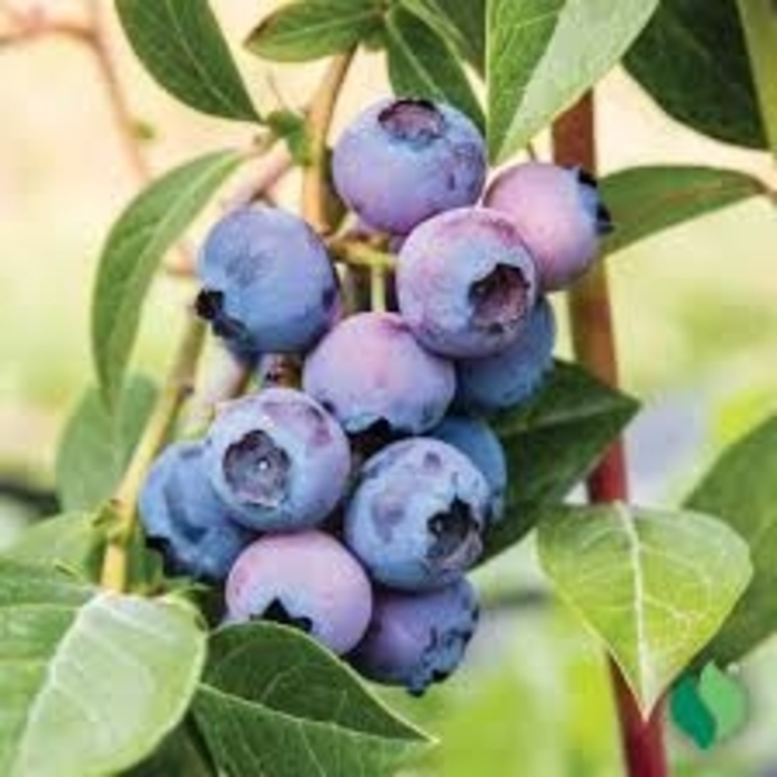 'Patriot' Blueberry - Vaccinium corymbosum from Winding Creek Nursery