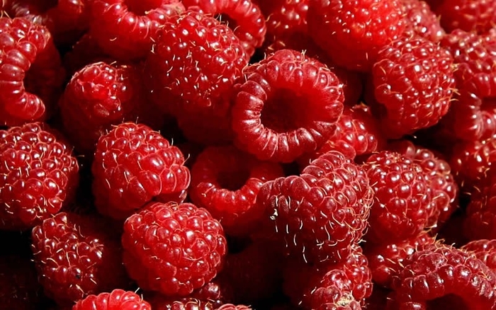 'Heritage' Raspberry - Rubus idaeus var. strigosus from Winding Creek Nursery