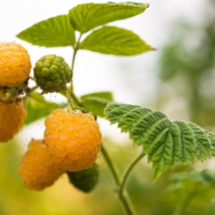 'Fall Gold' Raspberry - Rubus idaeus var. strigosus from Winding Creek Nursery