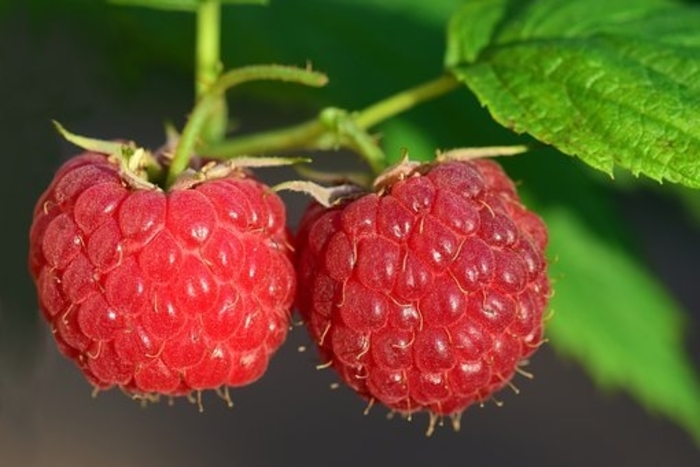 Killarney Raspberry - Rubus idaeus '‘Killarney’ ' from Winding Creek Nursery