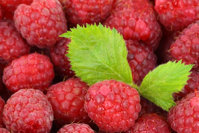 Caroline Raspberry - Rubus idaeus ''Caroline'' from Winding Creek Nursery