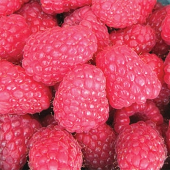 'Latham' Raspberry - Rubus idaeus from Winding Creek Nursery