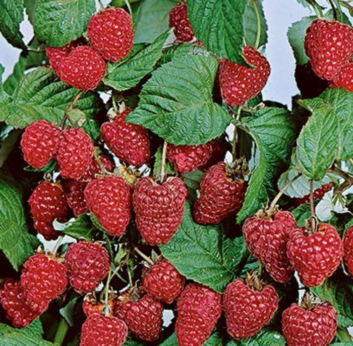 'Boyne' Raspberry - Rubus idaeus from Winding Creek Nursery