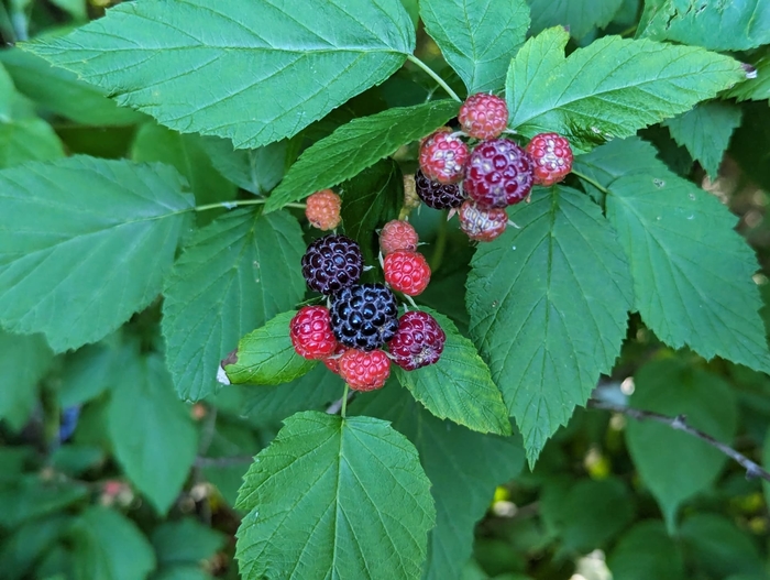 'Darrow' Black Raspberry - Rubus from Winding Creek Nursery