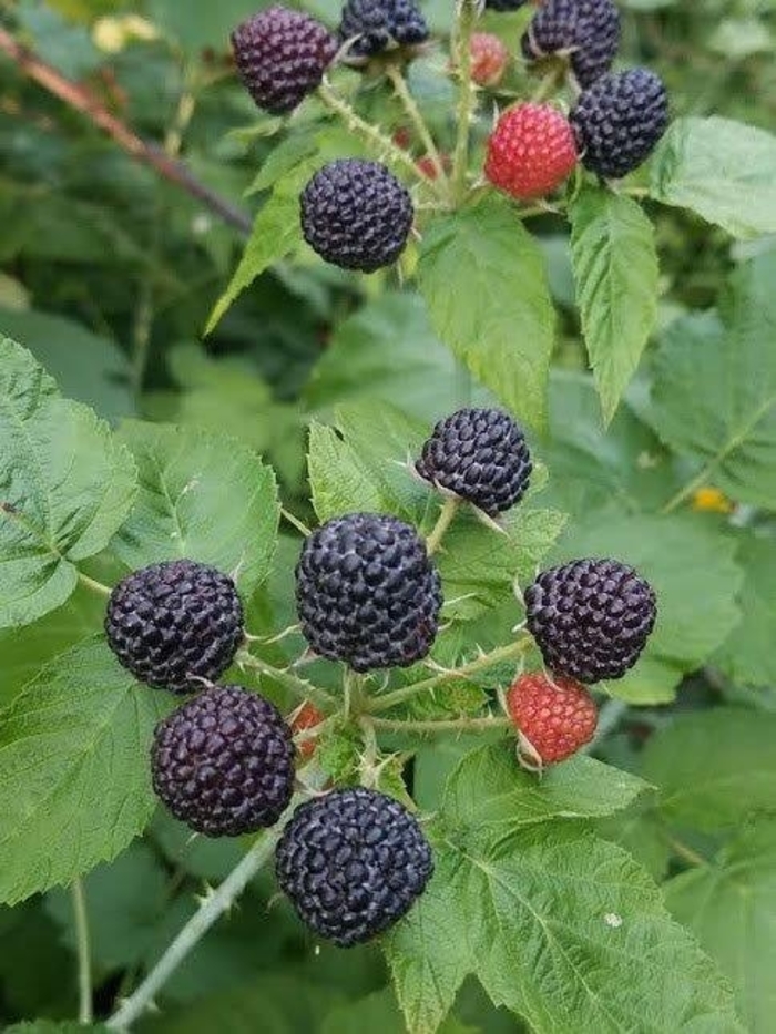 'Bristol' Black Raspberry - Rubus from Winding Creek Nursery