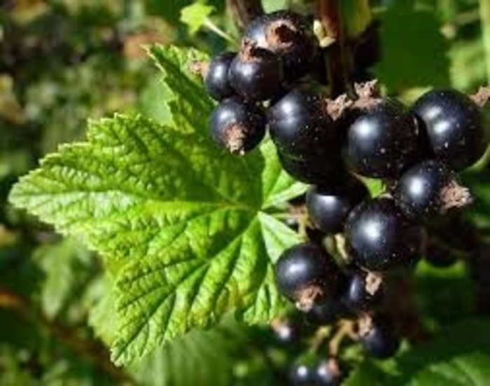 'Consort' European Black Currant - Ribes nigrum from Winding Creek Nursery