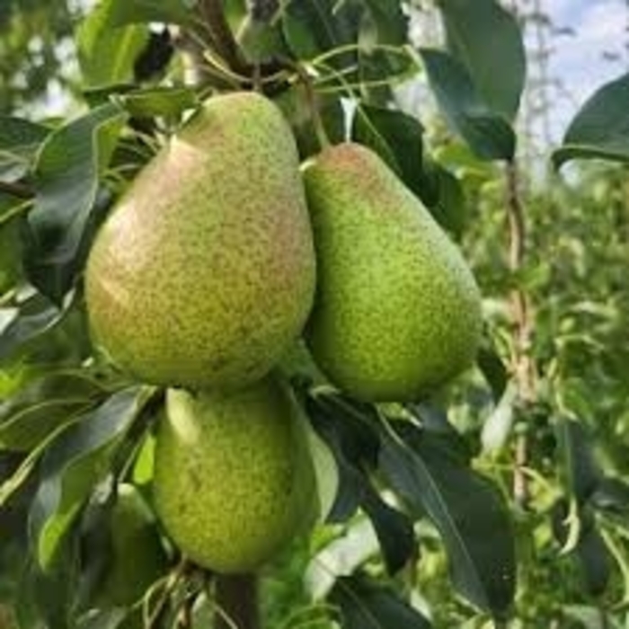 'Patten' Pear - Pyrus communis from Winding Creek Nursery