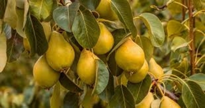 'Parker' Pear - Pyrus communis from Winding Creek Nursery