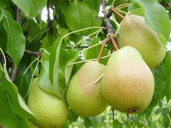 'Luscious' Pear - Pyrus communis from Winding Creek Nursery