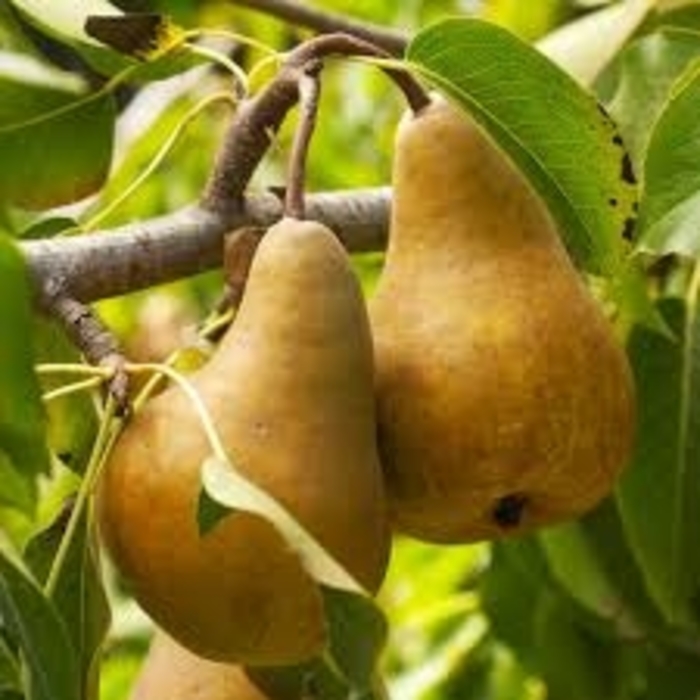 'Bosc' Pear - Pyrus communis from Winding Creek Nursery