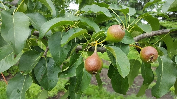 'Summercrisp' Pear - Pyrus communis from Winding Creek Nursery