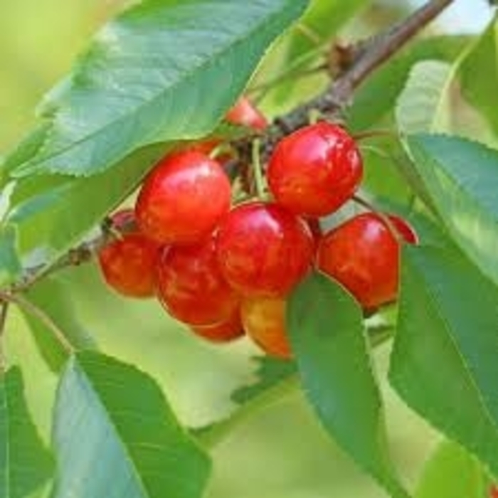 'Evans Bali' Cherry - Prunus cerasus from Winding Creek Nursery