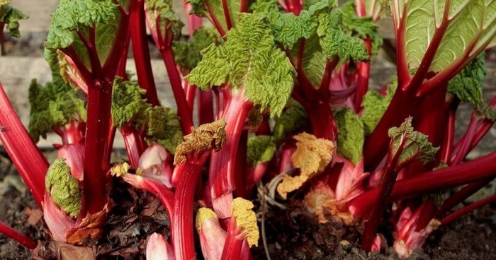 'Chipman's Canada Red' Rhubarb - Rheum from Winding Creek Nursery