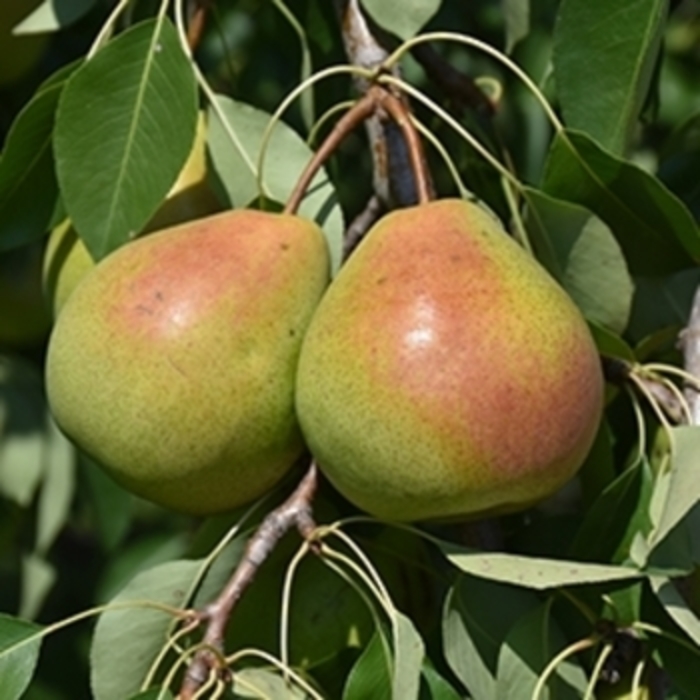 'Juicy Jewel™' Pear - Pyrus pyrifolia from Winding Creek Nursery