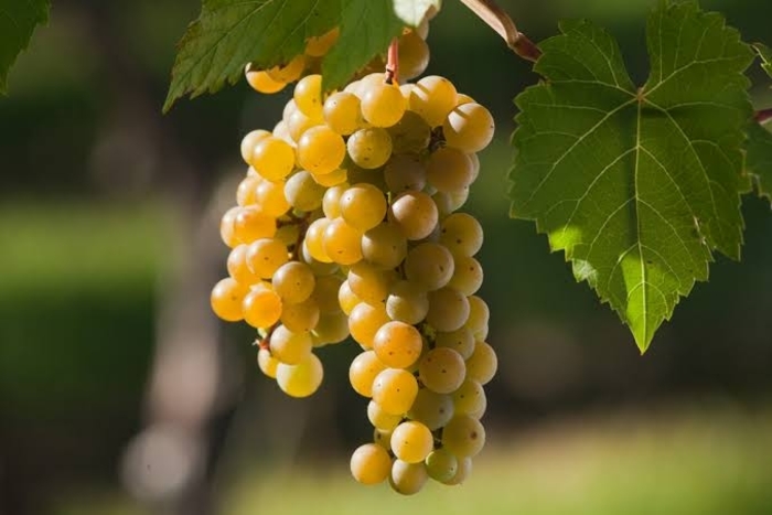 'La Crescent' Grape - Vitis from Winding Creek Nursery