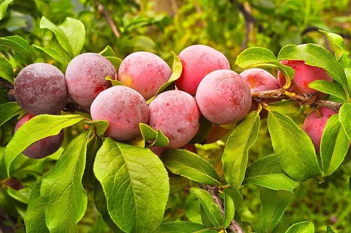 'Pipestone' Plum - Prunus from Winding Creek Nursery