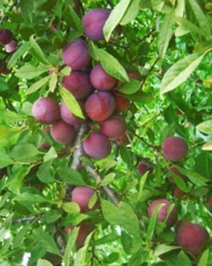 'Sapalta' Sapalta Cherry-Plum - Prunus from Winding Creek Nursery