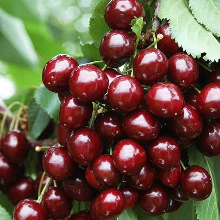 'Stella' Stella Cherry - Prunus from Winding Creek Nursery