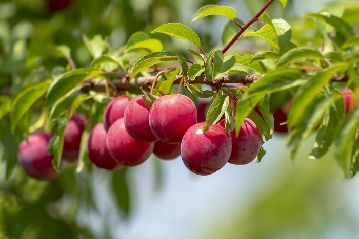 'Superior' Plum - Prunus from Winding Creek Nursery