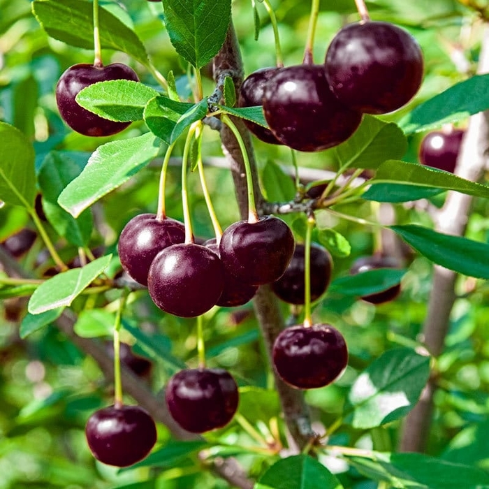 'Black Tartarian' Cherry - Prunus avium from Winding Creek Nursery