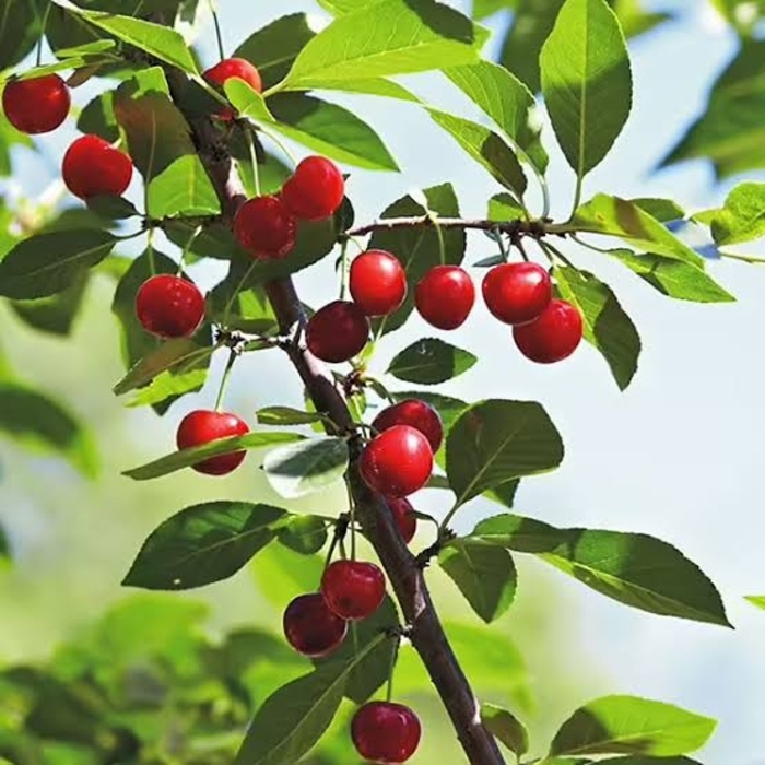 'North Star' Tart Cherry - Prunus cerasus from Winding Creek Nursery