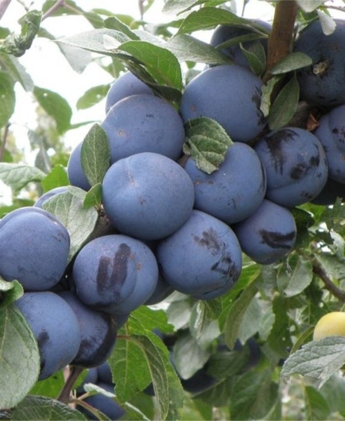 'Mount Royale' Plum - Prunus domestica from Winding Creek Nursery