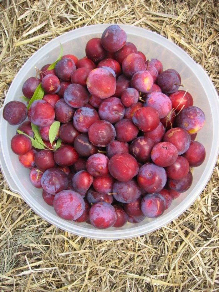 Waneta Plum - Prunus domestica ''Waneta'' from Winding Creek Nursery