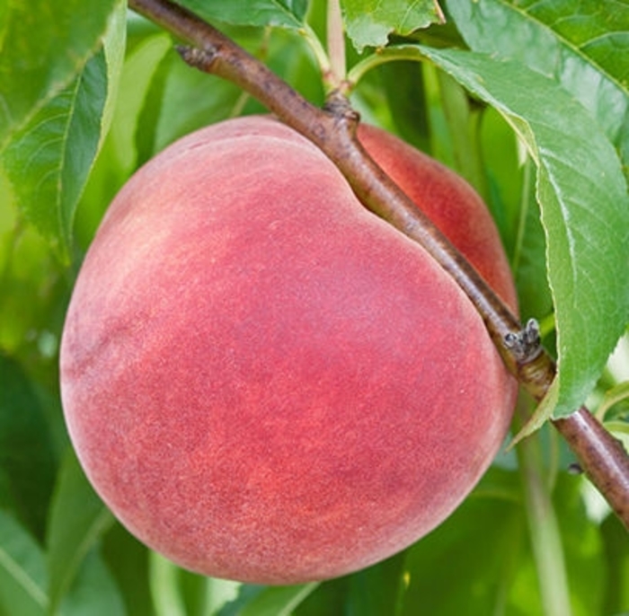 'Bailey Hardy' Peach - Prunus persica from Winding Creek Nursery