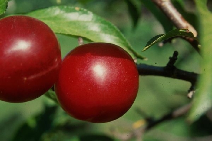 'Toka' Bubblegum Plum - Prunus salicina from Winding Creek Nursery