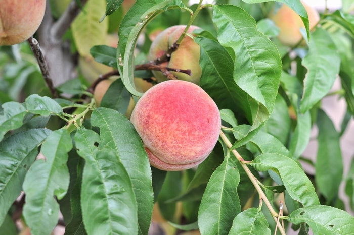 'Polly' Peach - Prunus persica from Winding Creek Nursery