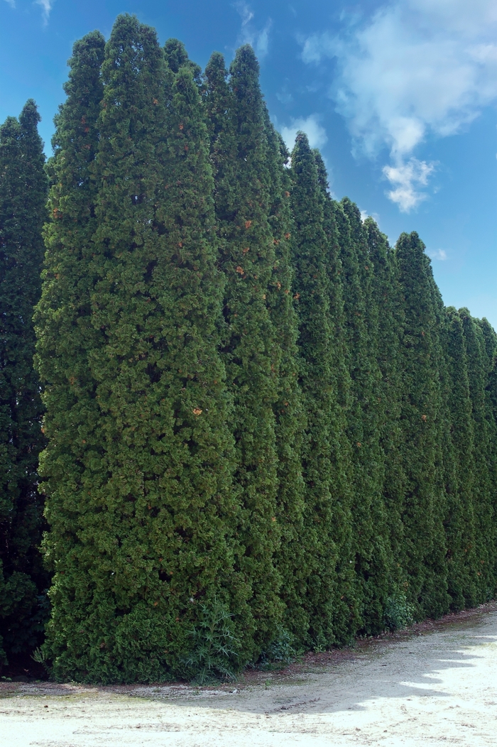 'Pyramidalis' Arborvitae - Thuja occidentalis from Winding Creek Nursery