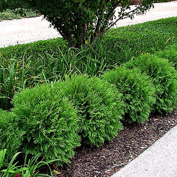 'Woodwardii' Arborvitae - Thuja occidentalis from Winding Creek Nursery