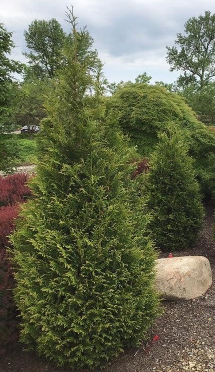 'Northern Spire' Western Red Cedar - Thuja plicata from Winding Creek Nursery