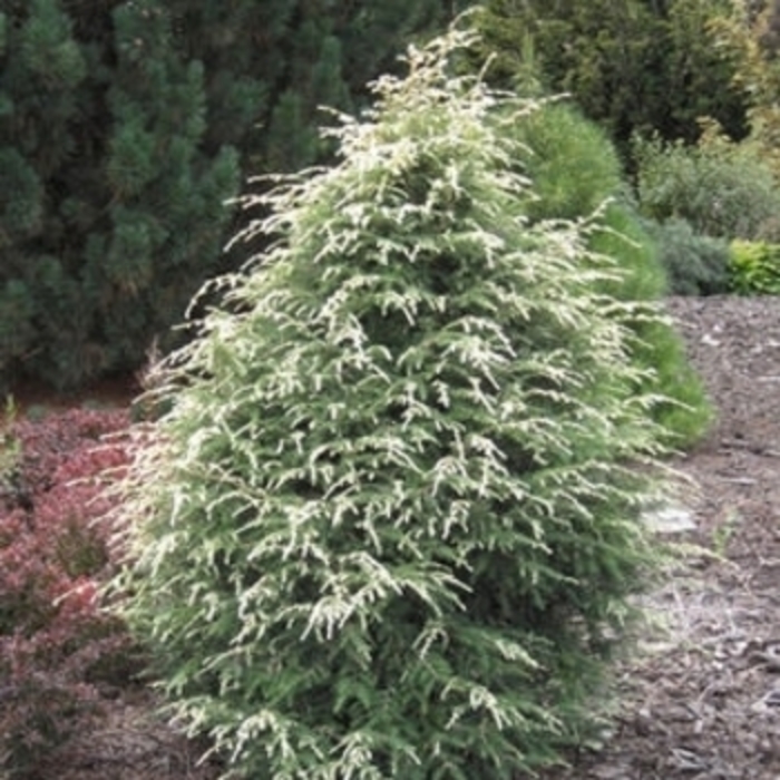 'Forest Fountain' Canadian Hemlock - Tsuga canadensis from Winding Creek Nursery