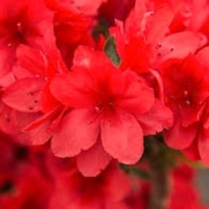 'Girard's Crimson' Azalea - Rhododendron Girard hybrid from Winding Creek Nursery