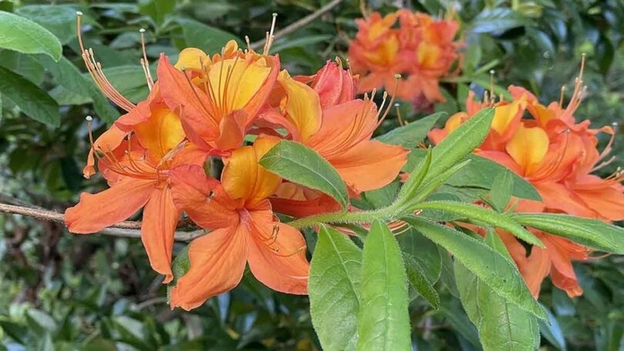 Mollis Azalea - Rhododendron mollis from Winding Creek Nursery