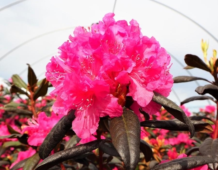 'Landmark' - Rhododendron P.J.M. from Winding Creek Nursery