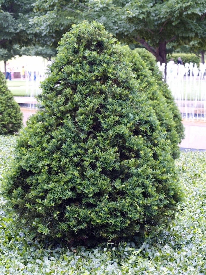 'Capitata' Japanese Yew - Taxus cuspidata from Winding Creek Nursery