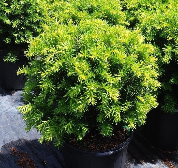 'Brownii' Spreading Yew - Taxus x media from Winding Creek Nursery